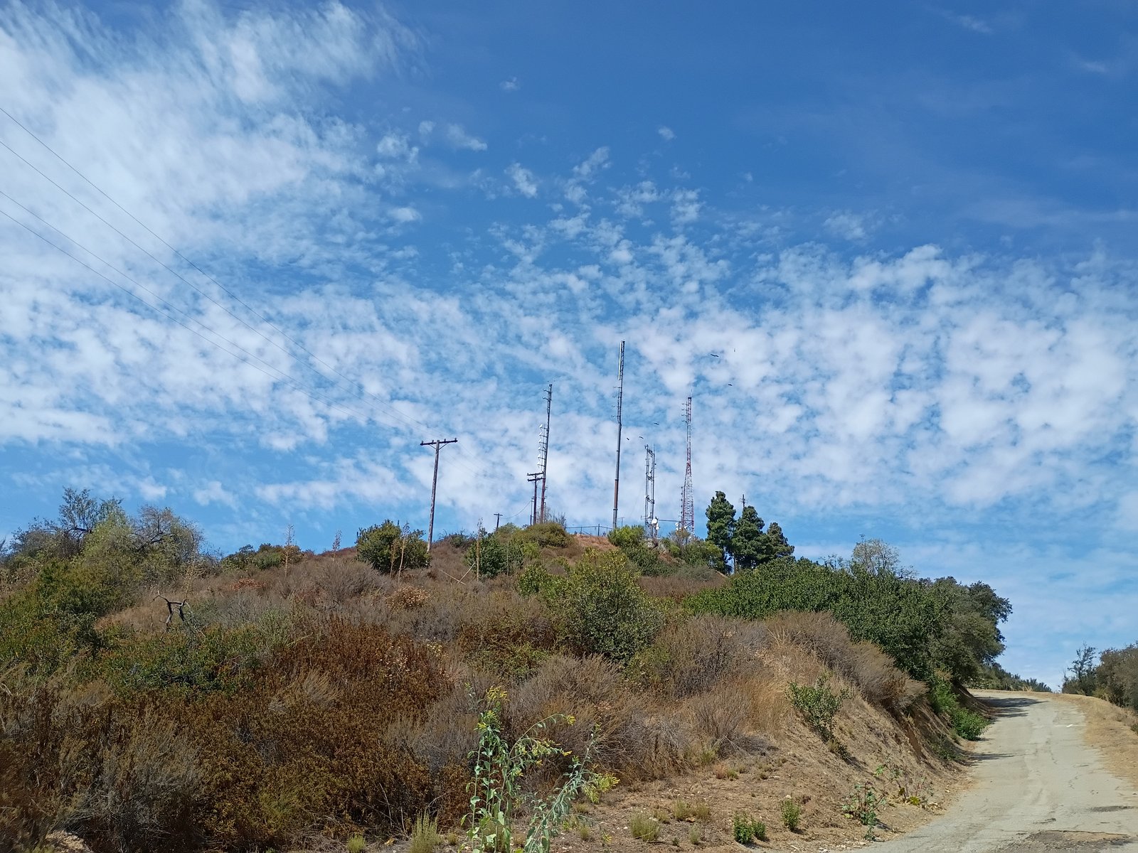 Vegetation Vegetation